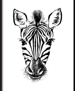 Nakreslený plakát Zebra