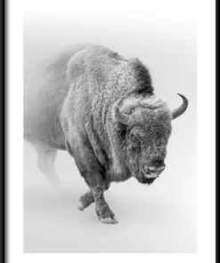 Plakát Bison in the Mist