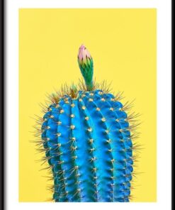 Modrý kaktus plakát