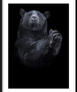 Plakát s černým medvědem