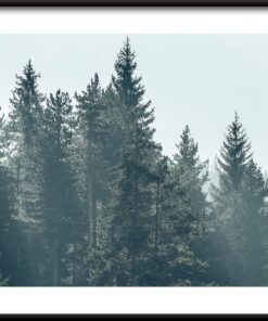 Plakát borového lesa