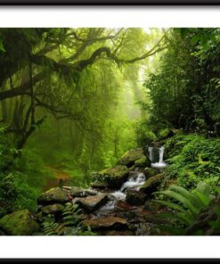 Plakát deštného pralesa