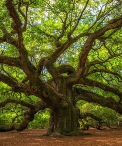 Fototapeta Andělský dub