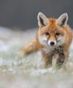 Fototapeta Lov červené lišky