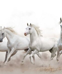 Fototapeta Bílí koně 2
