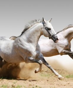 Fototapeta Hřebci ve cvalu