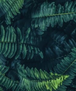 Fototapeta Kapradiny 2