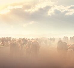 Fototapeta Běžící koně 3