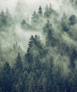 Fototapeta Forest in the Mist