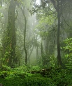 Fototapeta Džungle Asie