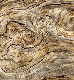 Fototapeta Stromová kůra