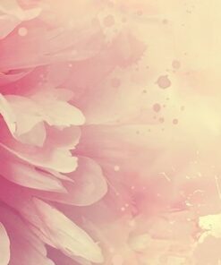 Fototapeta Růžový květ