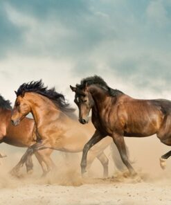 Fototapeta Koně v poušti