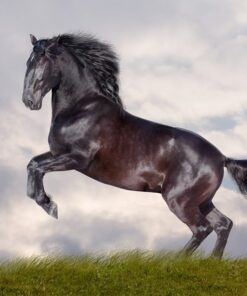 Fototapeta Černý hřebec