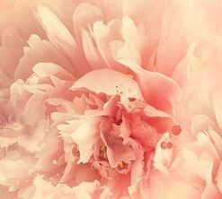 Samolepka na stěnu Růžové karafiáty