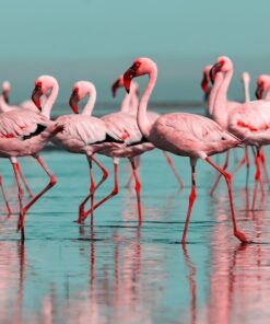 Fototapeta Plameňáci ve vodě