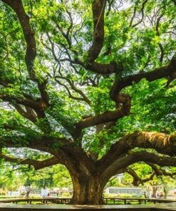 Fototapeta Velký strom