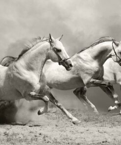 Fototapeta Bílí koně