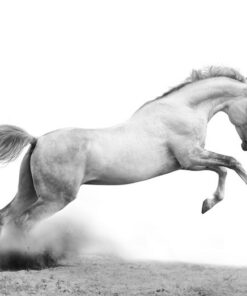 Fototapeta Bílý hřebec