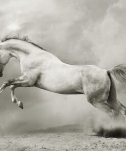 Fototapeta Bílý hřebec 2