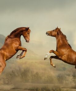 Fototapeta Dva mladí koně