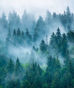 Fototapeta Forest in the Mist 2