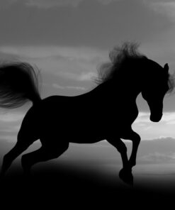 Fototapeta Speeding Horse