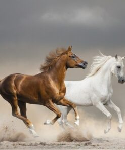 Fototapeta Běžící koně 5