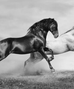Fototapeta Běžící koně 2