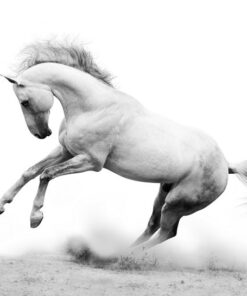 Fototapeta Bílý hřebec 3