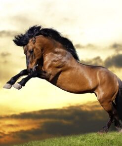 Fototapeta Divoký hřebec