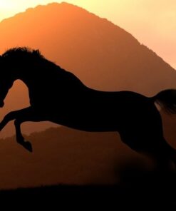 Fototapeta Silueta koně