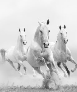 Fototapeta Koně ve cvalu