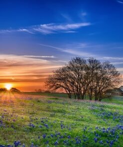 Fototapeta Spring Field