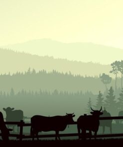 Fototapeta Ilustrace býků