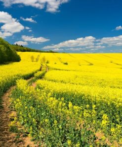 Fototapeta Plná řepky