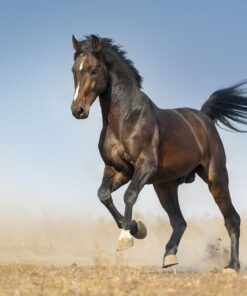 Fototapeta Kůň ve výběhu