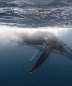 Fototapeta Podmořský svět 3