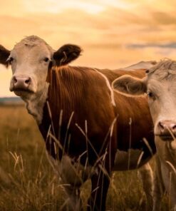 Fototapeta Krávy 2