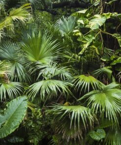 Fototapeta Džungle 3