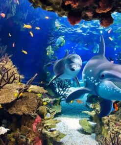 Fototapeta Dolphin World