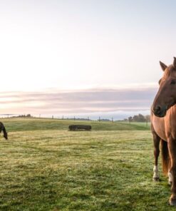 Fototapeta Koně na mýtině