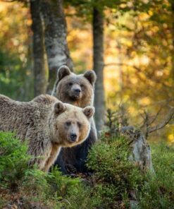 Fototapeta Little Bears