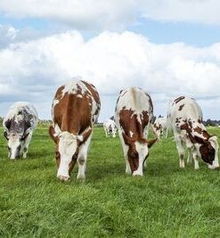 Fototapeta Pasoucí se krávy