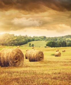 Fototapeta Obilné snopy