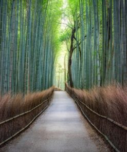 Fototapeta Les v Japonsku