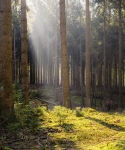 Fototapeta Lesní krajina 2