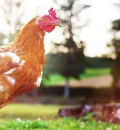 Fototapeta Kohouti na farmě