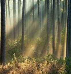 Fototapeta Forest Panorama