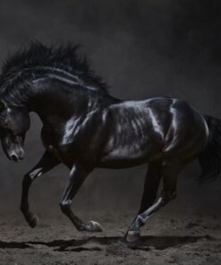 Fototapeta Černý kůň